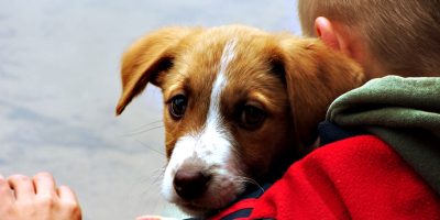 Filhote de cachorro é diagnosticado com raiva em Salvador (BA) e acende alerta na região