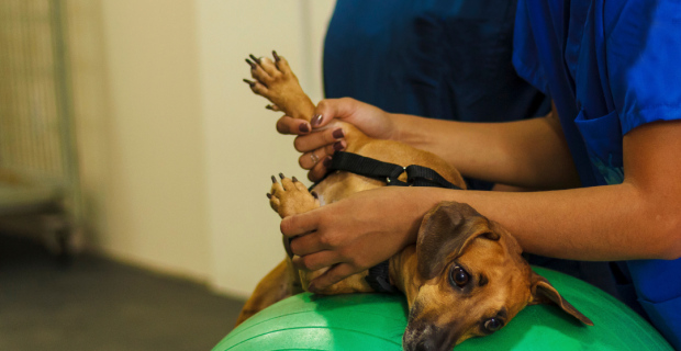 fisioterapia animal