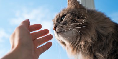 Fluffy cat sniffing human hand, close-up. Gray green-eyed cat of the Siberian breed indoors against