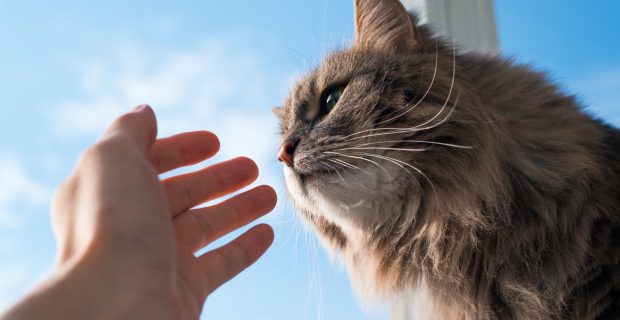 Fluffy cat sniffing human hand, close-up. Gray green-eyed cat of the Siberian breed indoors against