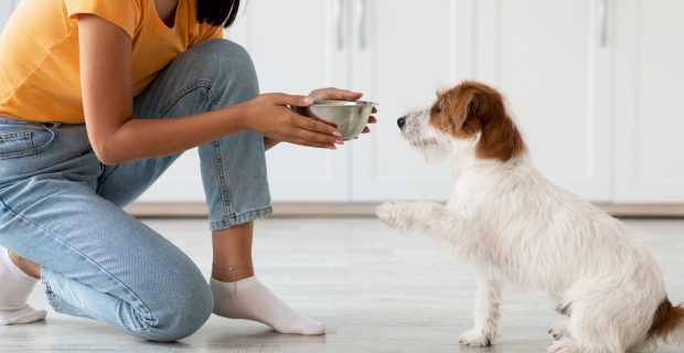 Fluffy dog waiting for food, unrecognizable woman feeding pet