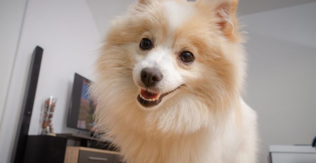 Fluffy pomeranian dog on wooden floor portrait