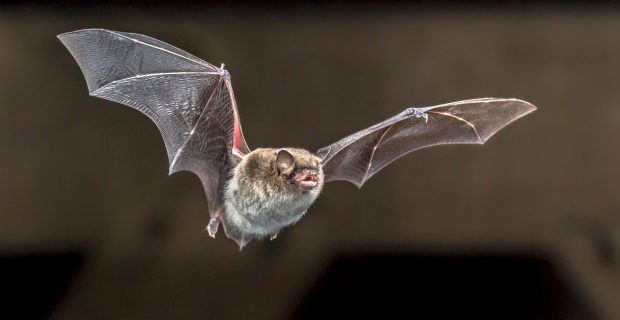 Flying Daubentons bat