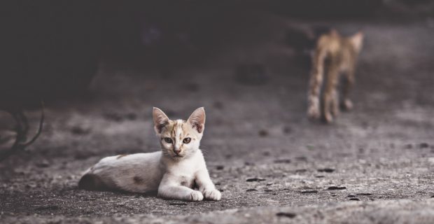 abandonados