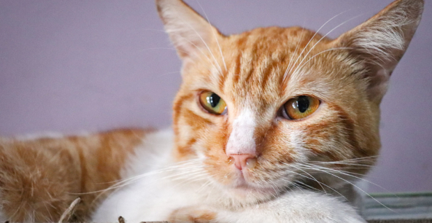 gato com frio