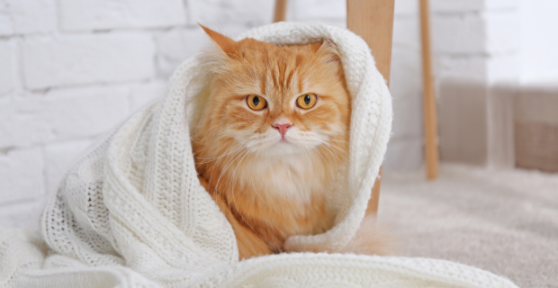 cuidados com pets no frio