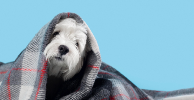 inverno
