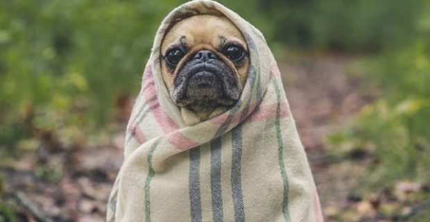 frio