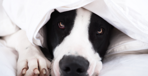 campanha Junho Pet Inverno