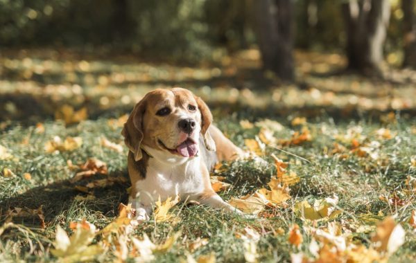 Quando o outono chega, o que muda na saúde do seu animal?