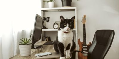 Adapte sua casa para os gatos sem perder o charme da decoração