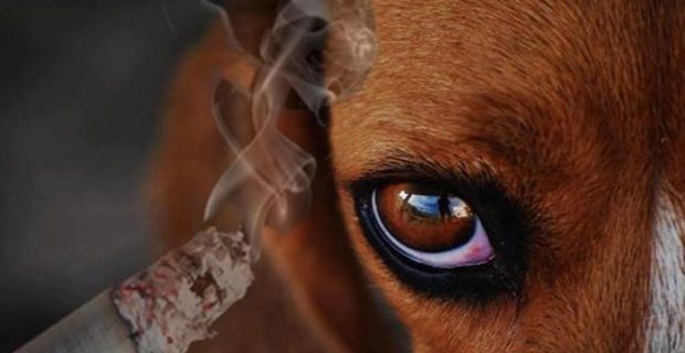 fumaça cachorro