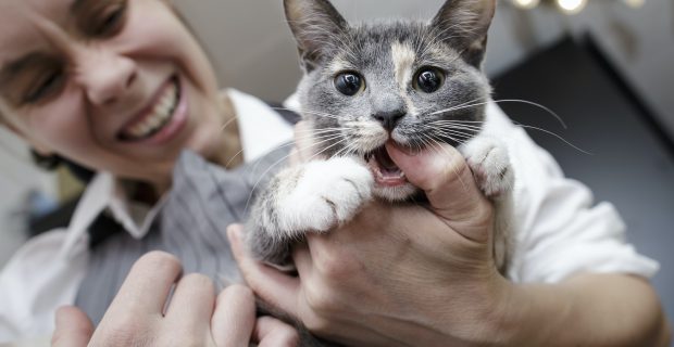 Funny angry kitty biting the woman's finger