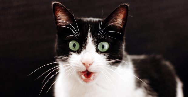 Funny black and white cat with green eyes and open mouth. Talking cat