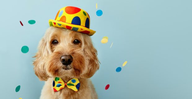 Funny dog celebrating at a birthday party