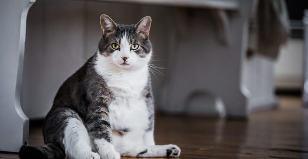 Funny Fat Cat Sitting in the Kitchen