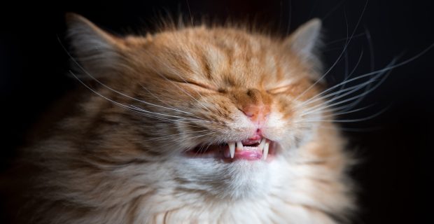 Funny ginger cat.