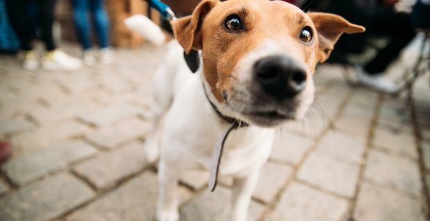 Funny Jack Russell Terrier Dog Walks Down Street On A Leash. Dog