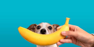 Funny puppy with banana near chaps