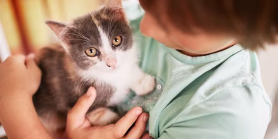 Posse de gatos cresce e indústria amplia opções de alimentos e petiscos