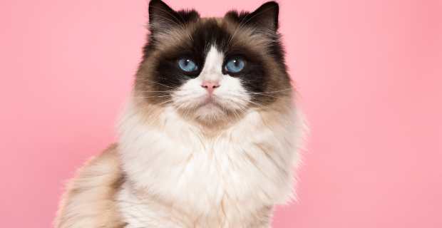gata outubro rosa