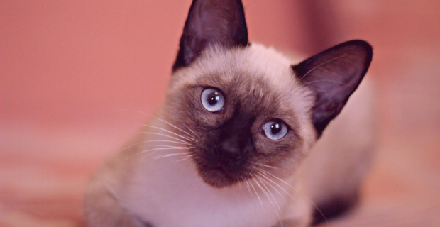 gatas têm mais câncer de mama que cadelas