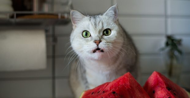 gato comendo melancia