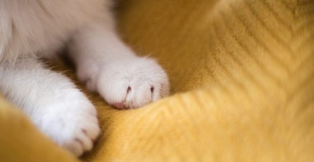 amassar pãozinho gatos