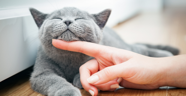 gatos em lares brasileiros