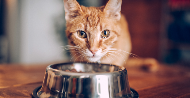 gato comendo