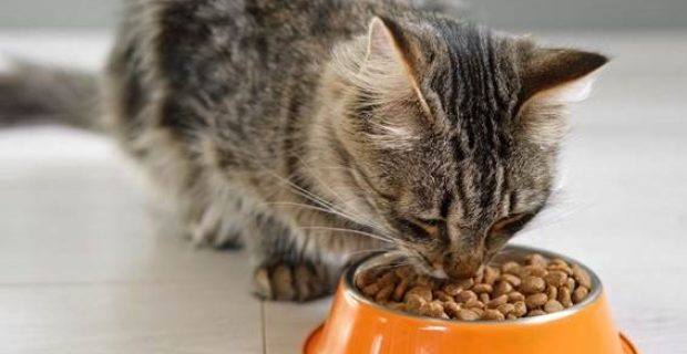 alimentação dos gatinhos