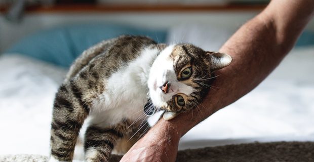 gato (1)