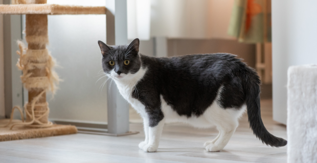MSD alerta para saúde de gatos