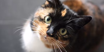 Esporotricose felina avança e causa alerta sanitário