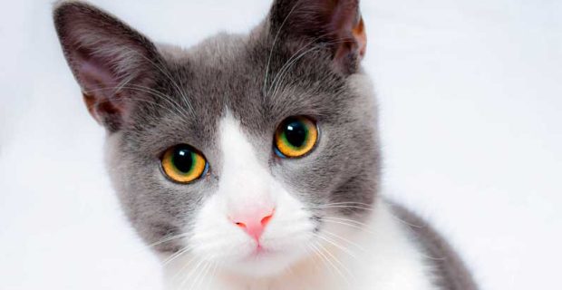 gato-1560877565
