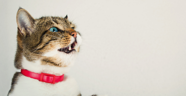 gato