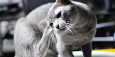 gato cinza coçando a orelha
