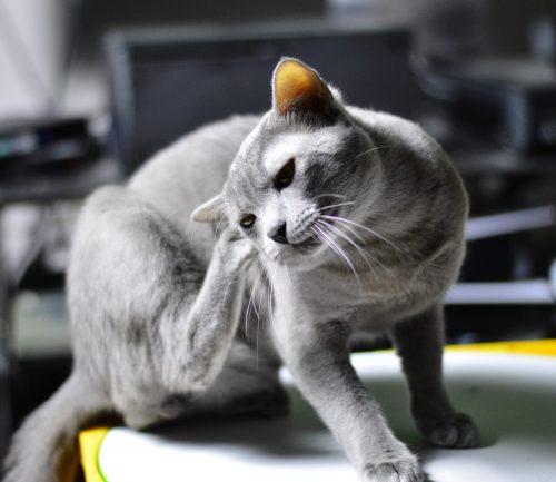 gato cinza coçando a orelha