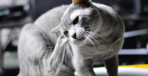 gato cinza coçando a orelha