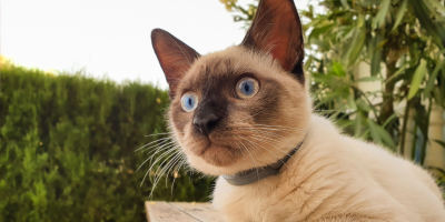 gato