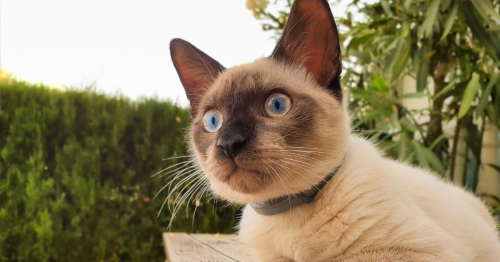 gato