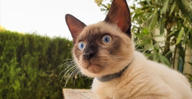 gato