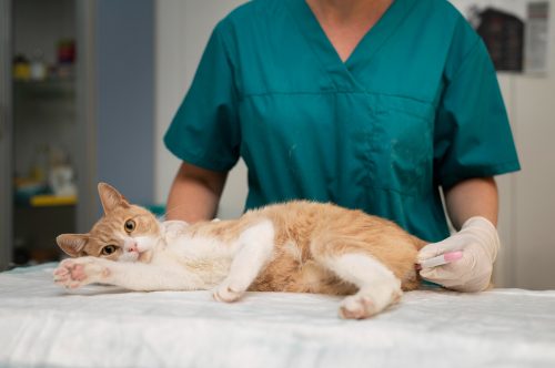 Estudo conclui que a castração precoce em gatos não eleva risco de obesidade