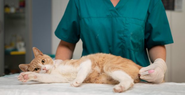 Estudo conclui que a castração precoce em gatos não eleva risco de obesidade