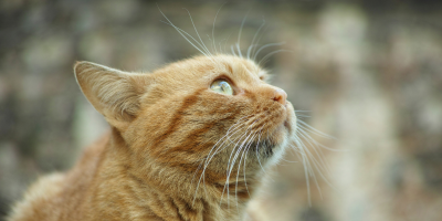 gato amarelo