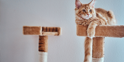 gato arranhador