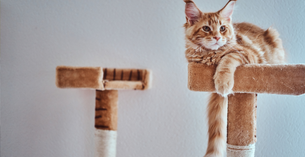 gato arranhador