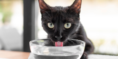 gato bebendo agua