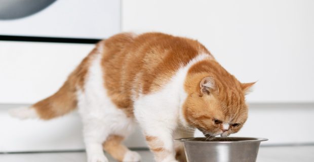 gato gordo