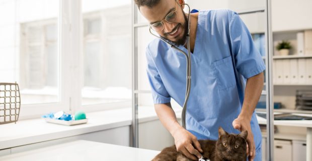 gato-bonito-deitado-na-mesa-enquanto-faz-exame-na-clinica-veterinaria-contemporanea